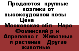 Продаются  крупные козлики от высокоудойной козы. › Цена ­ 10 000 - Московская обл., Наро-Фоминский р-н, Апрелевка г. Животные и растения » Другие животные   